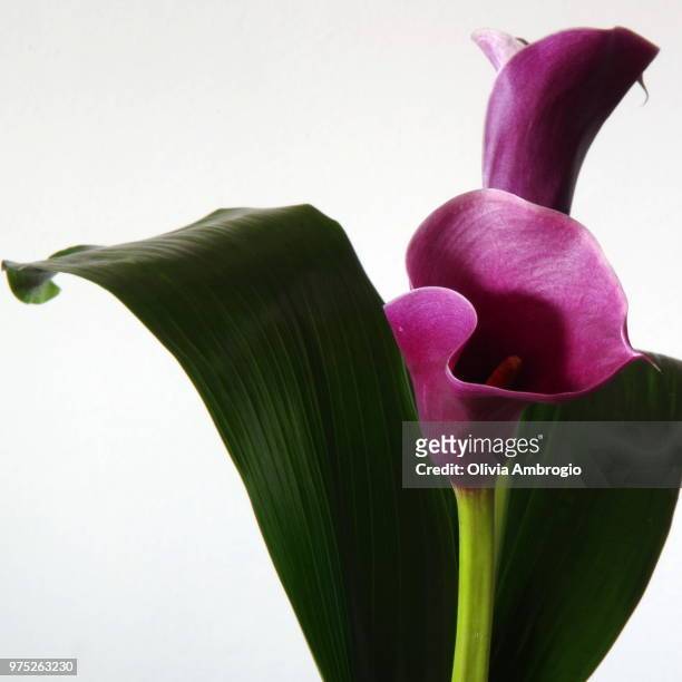 the calla lilies are in bloom again... - for love of olivia stock pictures, royalty-free photos & images