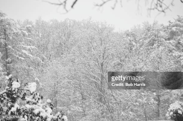 still snowing - my backyard - bob harris stock pictures, royalty-free photos & images