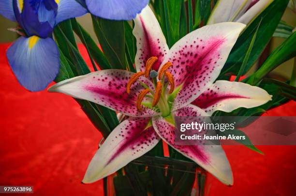 star lily - stargazer lily imagens e fotografias de stock