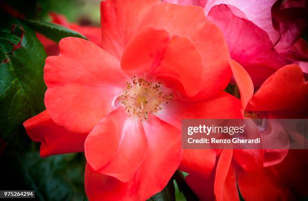 red rose - renzo gherardi foto e immagini stock