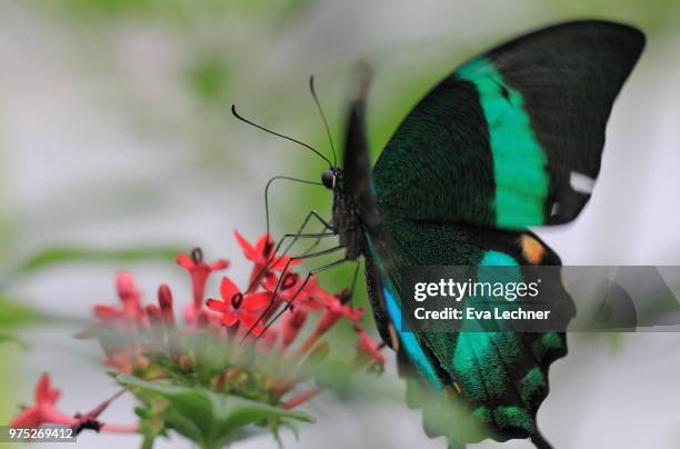 emerald swallowtail - emerald swallowtail stockfoto's en -beelden