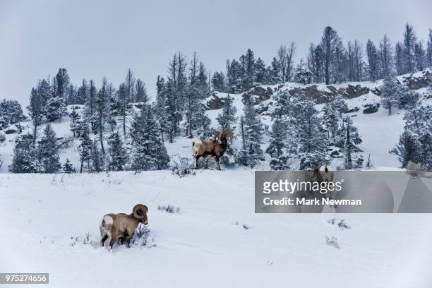 bighorn sheep in winter - dickhornschaf stock-fotos und bilder