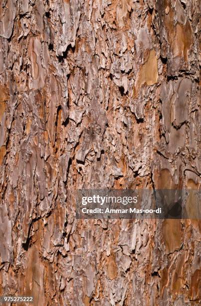 wooden texture. close-up view of pine tree. - maßwerk stock-fotos und bilder