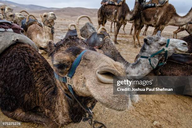 camels in the judean desert, israel. - jeedens öken bildbanksfoton och bilder