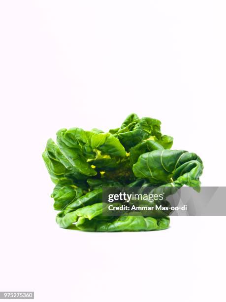 fresh baby bok choy, brassica rapa chinensis,  isolated on white - bok choy stockfoto's en -beelden