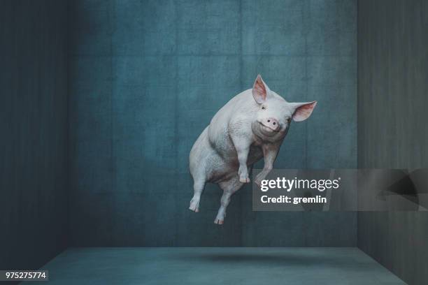 glücklich schwebendes schwein - levitation stock-fotos und bilder