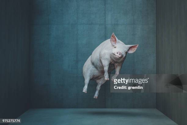 happy cochon lévitation - ignorance photos et images de collection