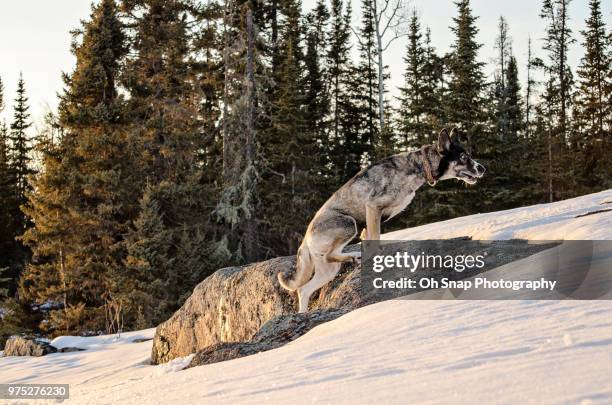 Dogs That Climb Rocks 604 Dog Climbing Tree Stock Photos, High-Res Pictures, and Images ...