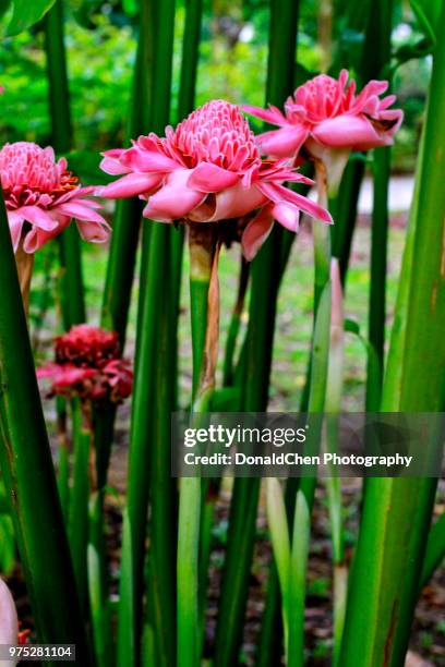 torch ginger singapore flower (happy easter!) - ginger flower stock pictures, royalty-free photos & images
