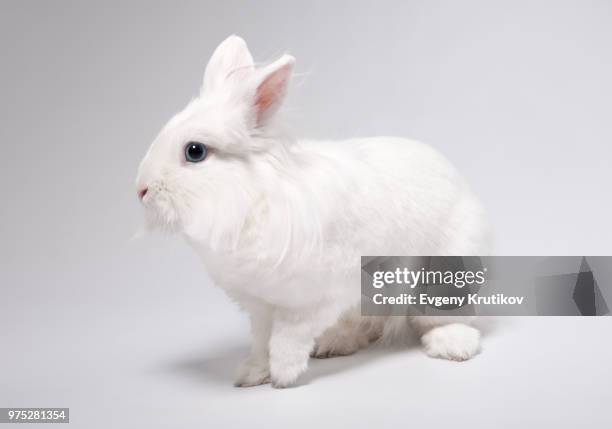 aphrodite - white rabbit stock pictures, royalty-free photos & images