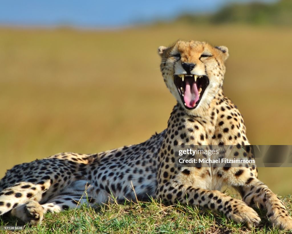 Cheetah Yawn