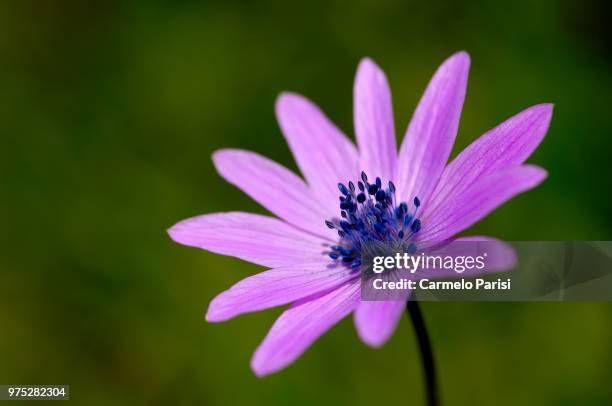 fiore di campo - fiore di campo fotografías e imágenes de stock