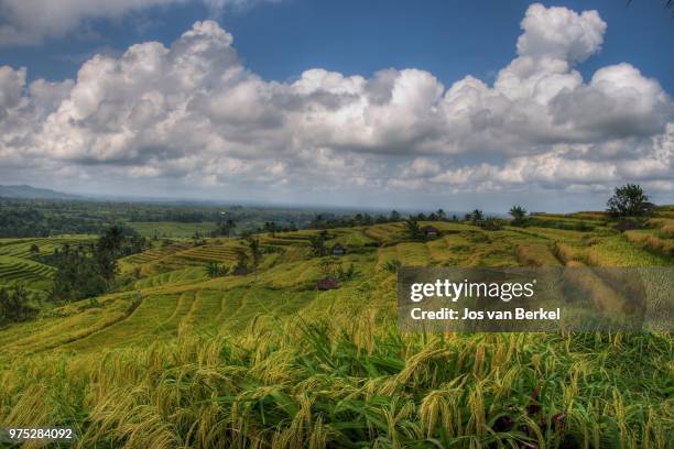 rise field - bali - berkel stock pictures, royalty-free photos & images