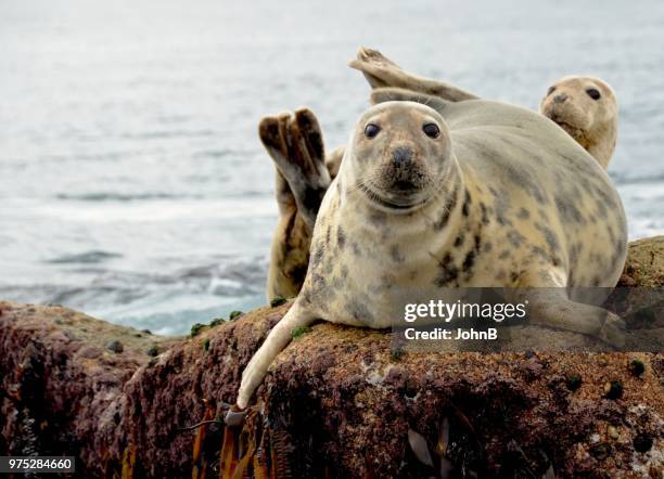 grey seal / phoque gris - phoque stockfoto's en -beelden