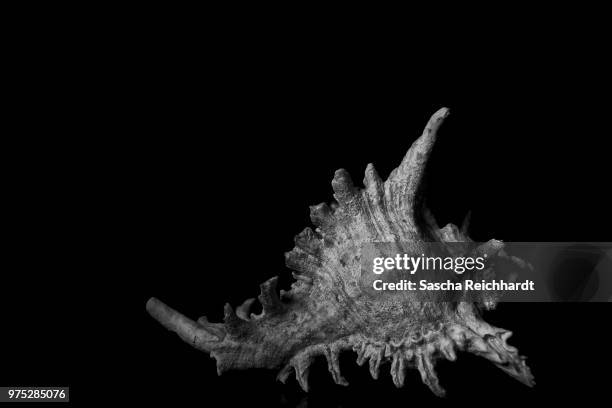 Seashells Body Seashell Body Photos and Premium High Res Pictures - Getty Images