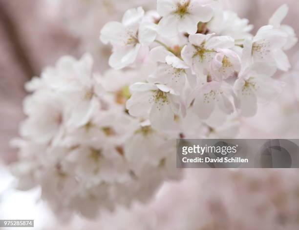 cherry blossom - schillen fotografías e imágenes de stock