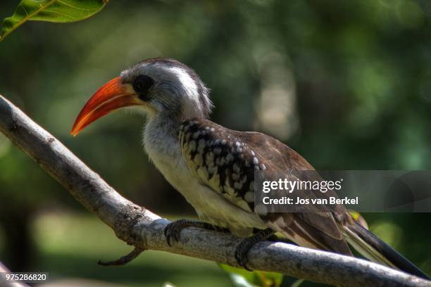 the hornbill - berkel stock pictures, royalty-free photos & images