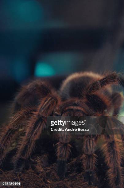 py12n014 - theraphosa blondi stock pictures, royalty-free photos & images