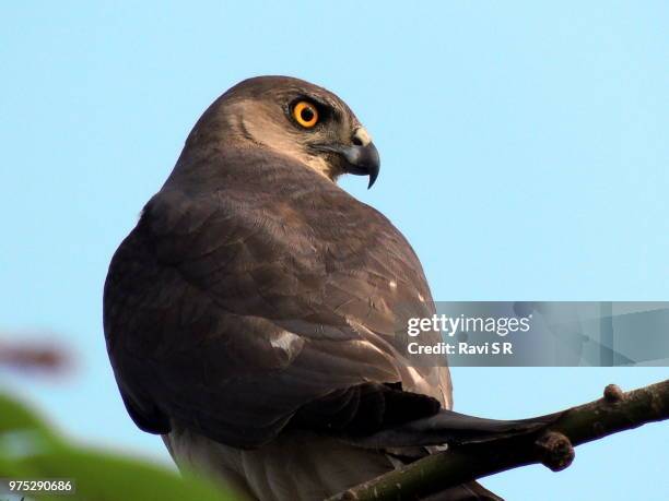 hawk eye. - hawk eye stock pictures, royalty-free photos & images