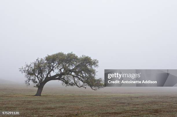 lone tree on plain with fog - antoinette stock pictures, royalty-free photos & images