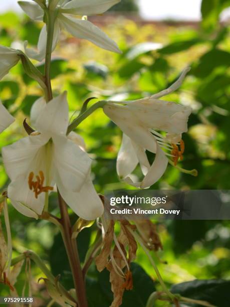 albrighton, uk - albrighton stockfoto's en -beelden