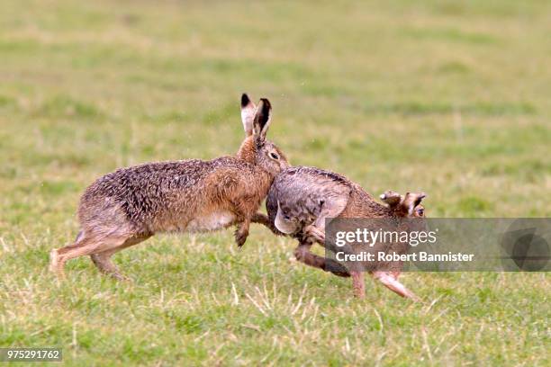 Hare Rabbit Fight 175 Hare Fight Stock Photos, High-Res Pictures, and Images - Getty Images