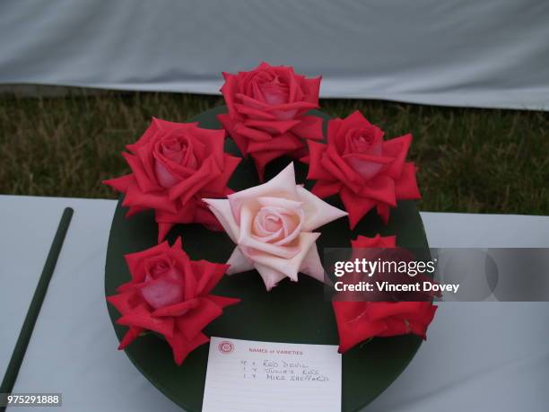 wheaton aston, uk - dozen roses stockfoto's en -beelden