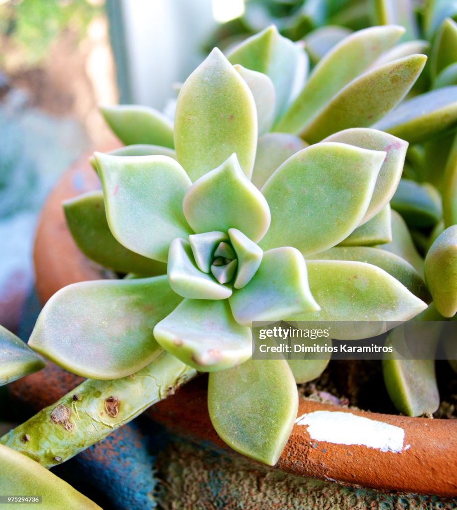Star Cactus