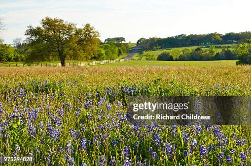 Hayfield in rural landscape