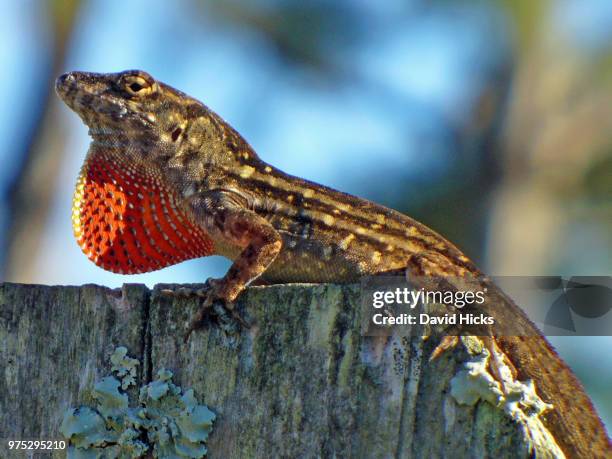 338 Dewlap Stock Photos, High-Res Pictures, and Images - Getty Images
