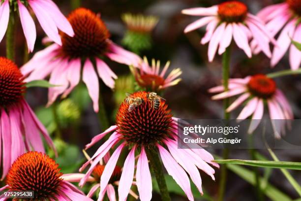 blumen - blumen stock pictures, royalty-free photos & images