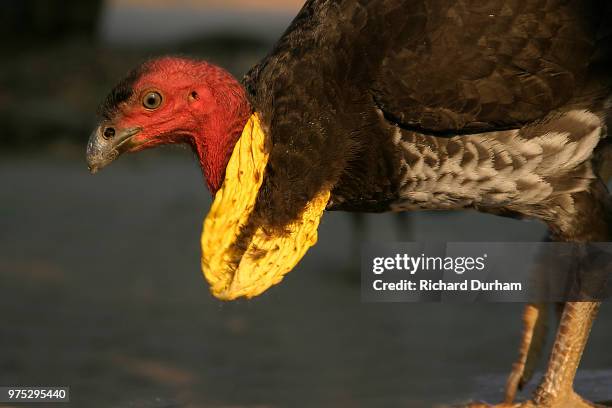 scrub turkey-richard durham-australia - bateleur eagle stock pictures, royalty-free photos & images