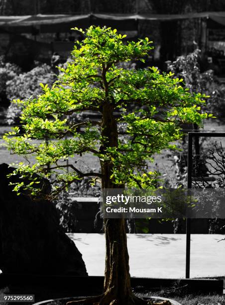 Musami Tree Mousam Lake Photos and Premium High Res Pictures - Getty Images