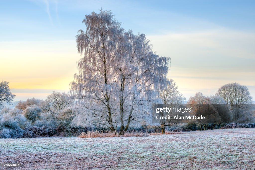 Crystal Dawn