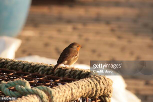 robin - ilfracombe - ilfracombe stock pictures, royalty-free photos & images