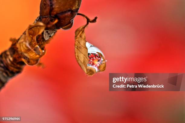 drop with reflection (tropfen mit spiegelung ) - spiegelung fotografías e imágenes de stock