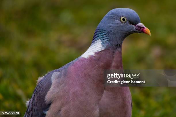 300 Anti Pigeon Stock Photos, High-Res Pictures, and Images - Getty Images