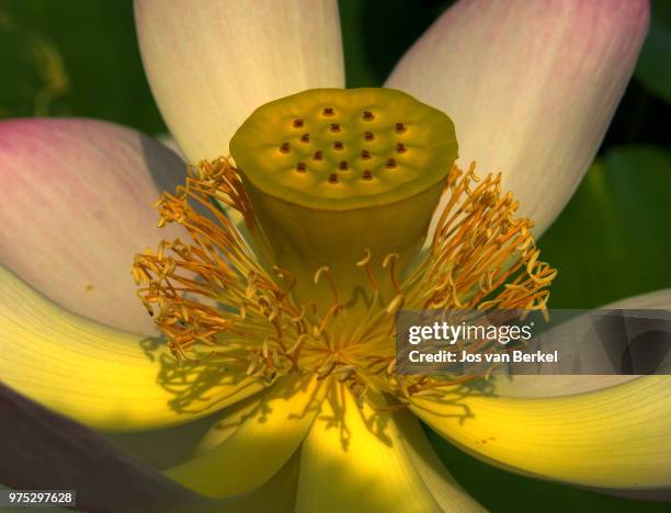 water lily - berkel stock pictures, royalty-free photos & images