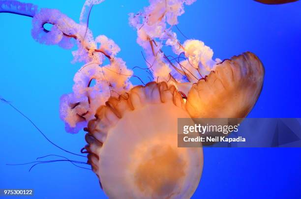 sea nettle jellyfish underwater - sea nettle jellyfish stockfoto's en -beelden