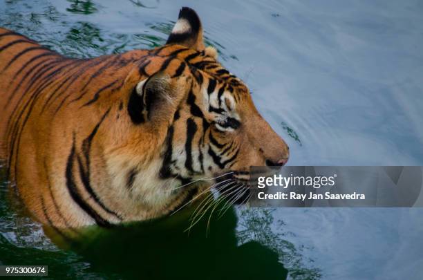 malayan tiger - malayan tiger stock pictures, royalty-free photos & images