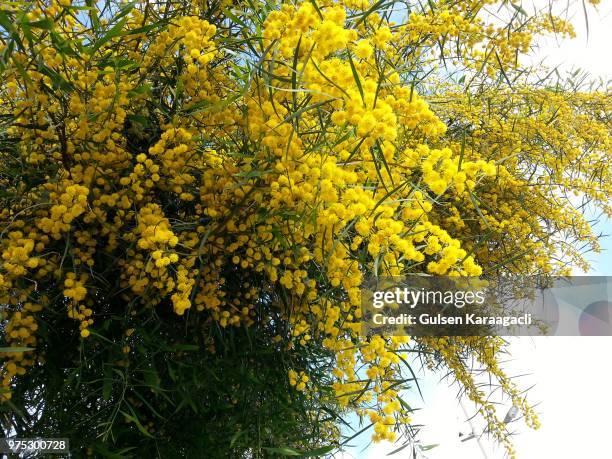 acacia saligna - acacia saligna stock pictures, royalty-free photos & images