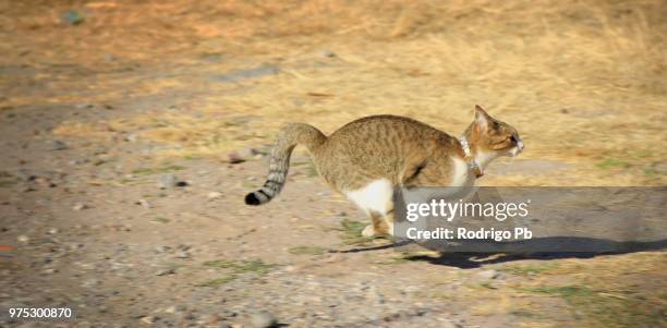 corriendo - correndo stock pictures, royalty-free photos & images