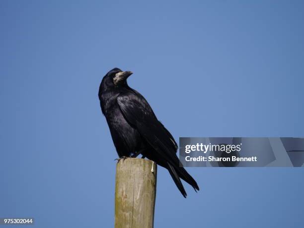 Snijarna Rook 306 Rook & Raven Stock Photos, High-Res Pictures, and Images - Getty Images