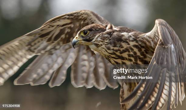saker falcon (falco cherrug) - saker falcon falco cherrug stock pictures, royalty-free photos & images