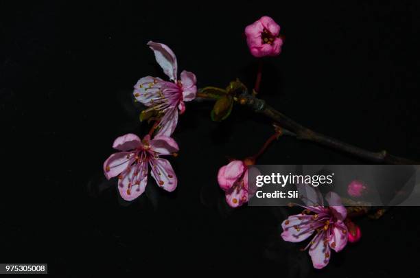 kiss under the may cherry - cherry kiss 個照片及圖片檔