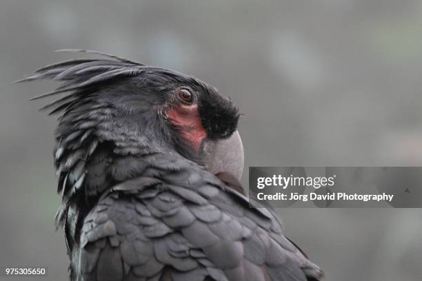 papagei - bateleur eagle stockfoto's en -beelden
