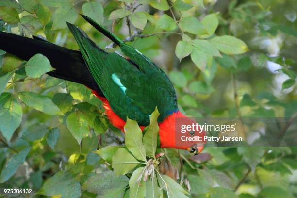 hey, man, not while i'm eating! - king parrot stock pictures, royalty-free photos & images