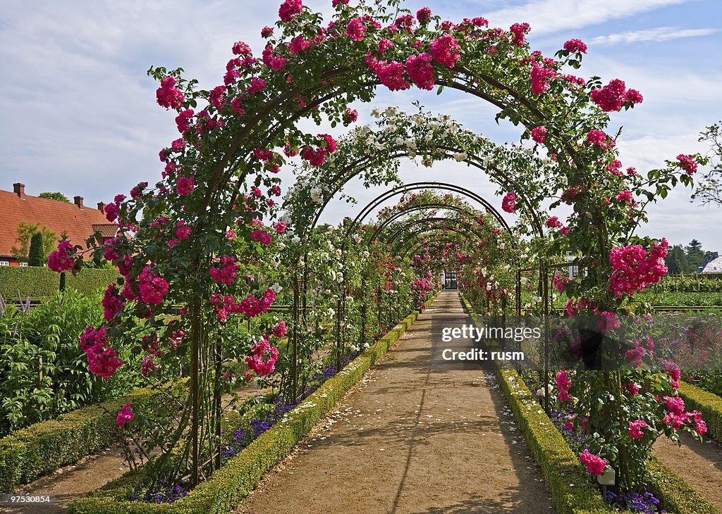 Rose archway