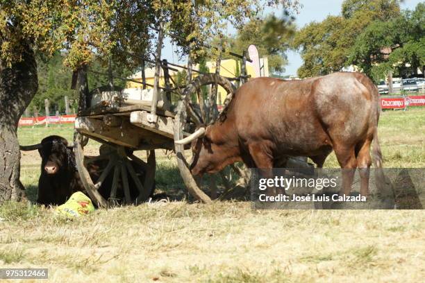 bueyes descansando. - descansando stock pictures, royalty-free photos & images