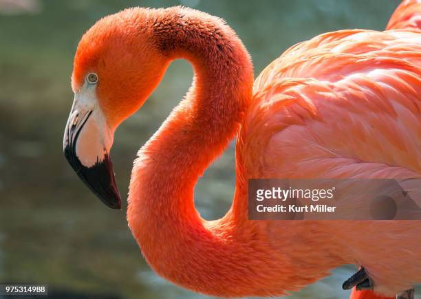 pittsburgh zoo flamingo - pittsburgh zoo stock pictures, royalty-free photos & images